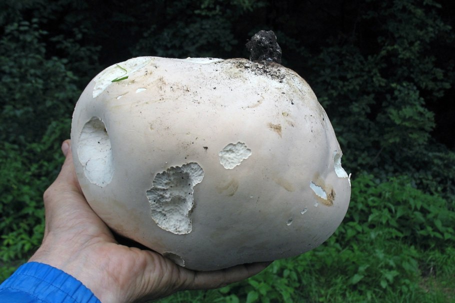 Гриб Calvatia gigantea