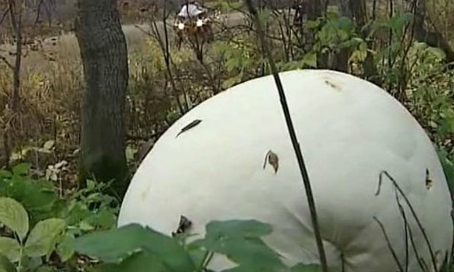 Самый большой дождевик