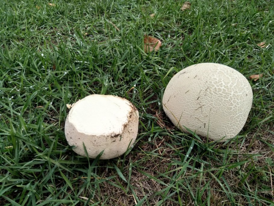 Гриб ЛАНГЕРМАНИЯ ГОЛОВАЧ