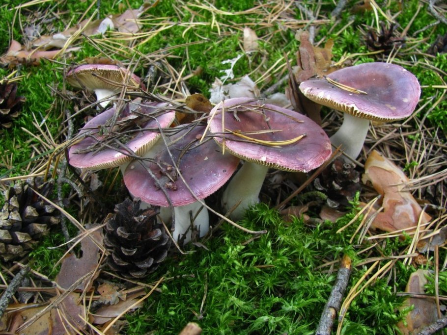 Сыроежка турецкая (Russula Turci)