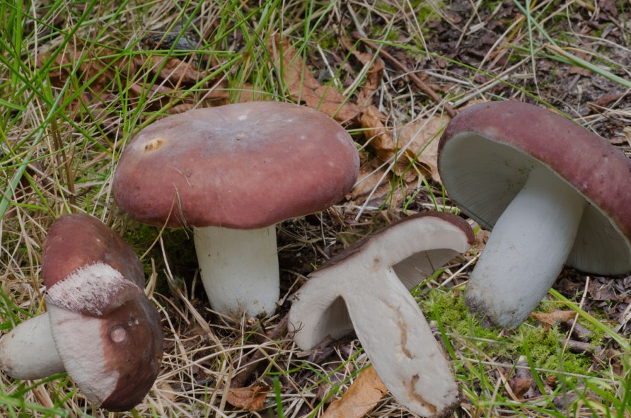 Боровые синявки