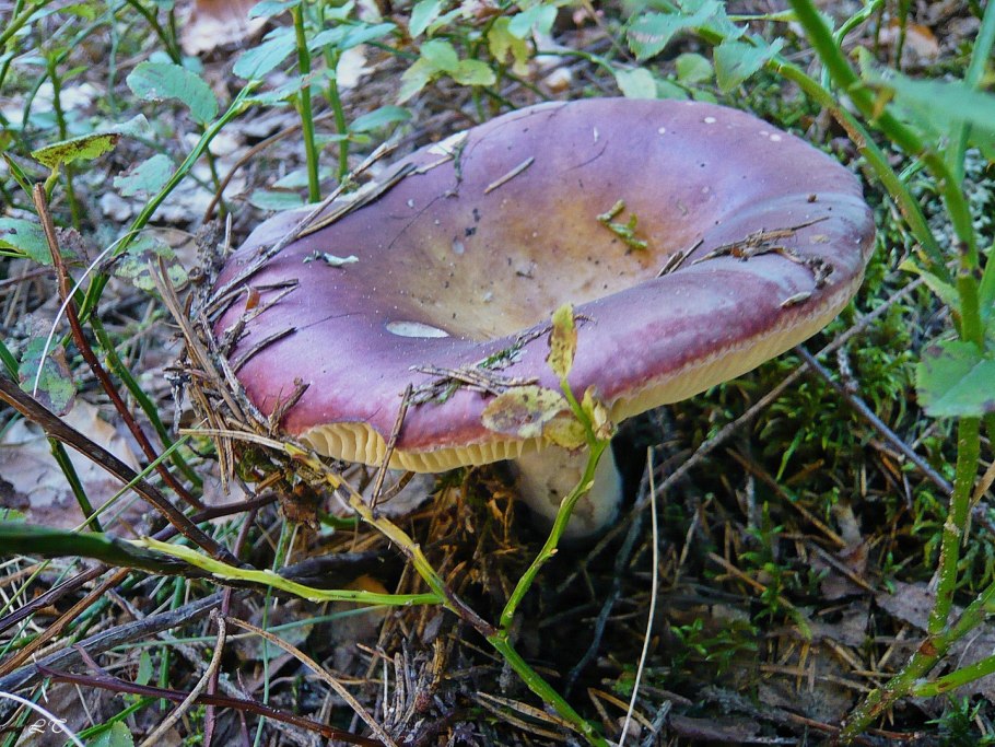 Сыроежка Веленовского