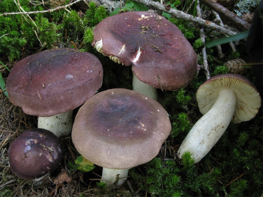 Сыроежка турецкая (Russula Turci)