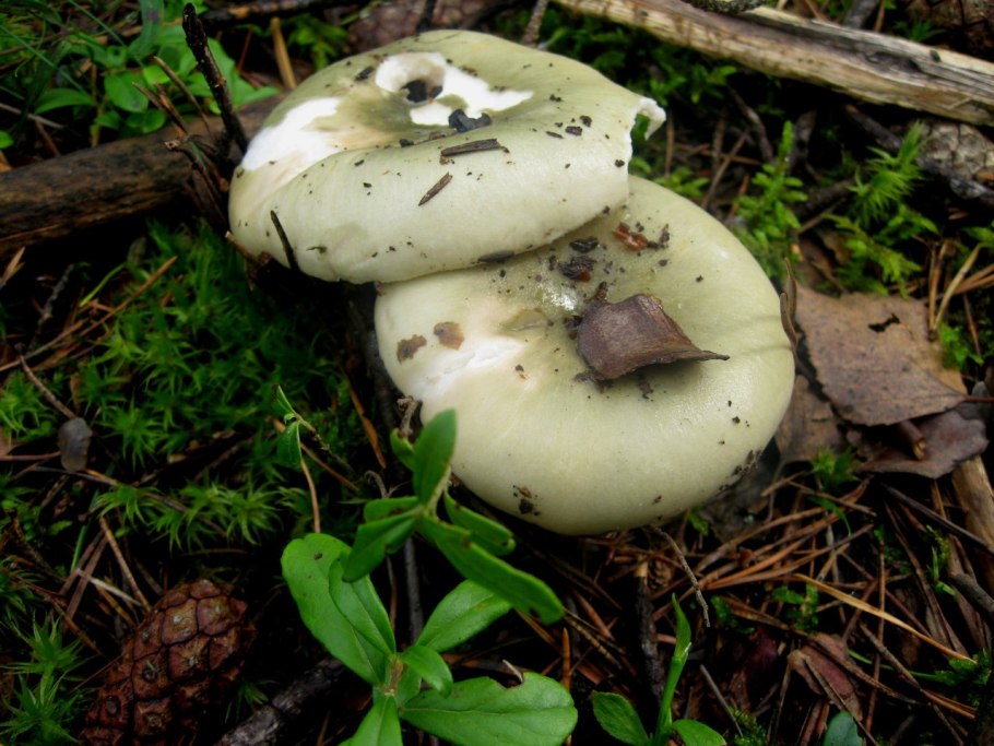 Сыроежка съедобный гриб