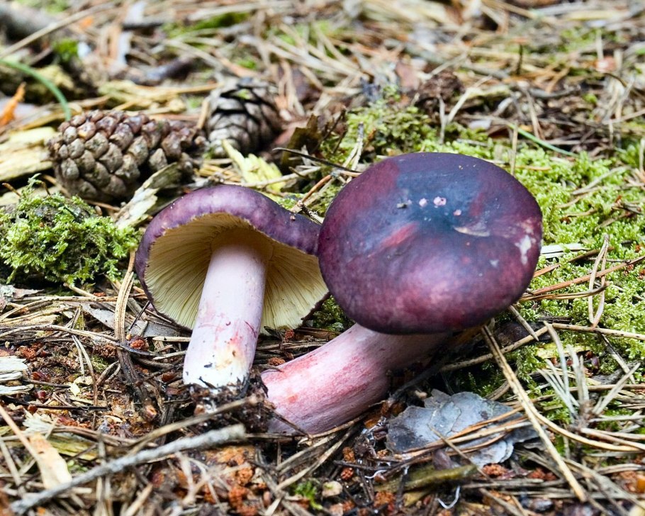 Сыроежка сардониксовая Russula Sardonia