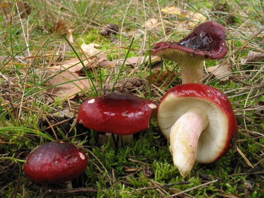 Russula xerampelina