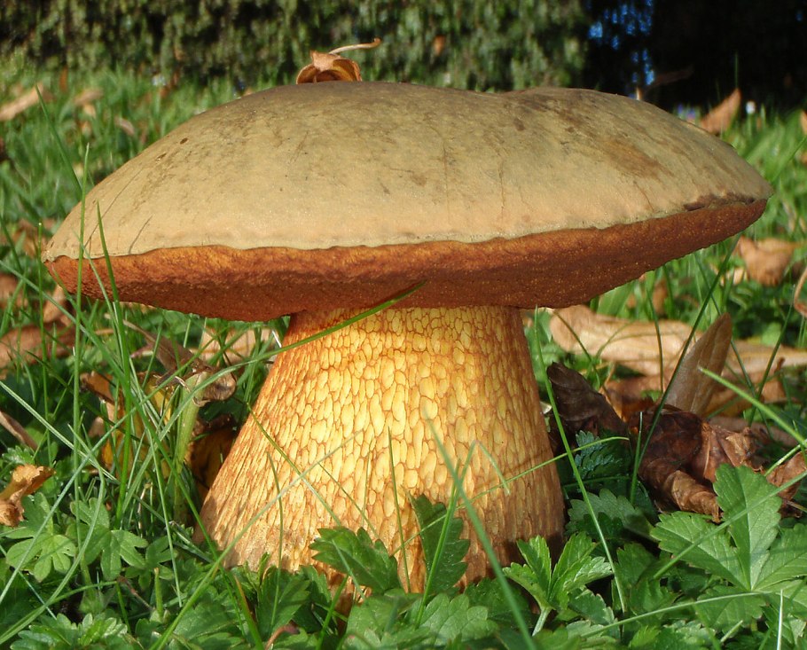 Боровик сетчатый Boletus reticulatus