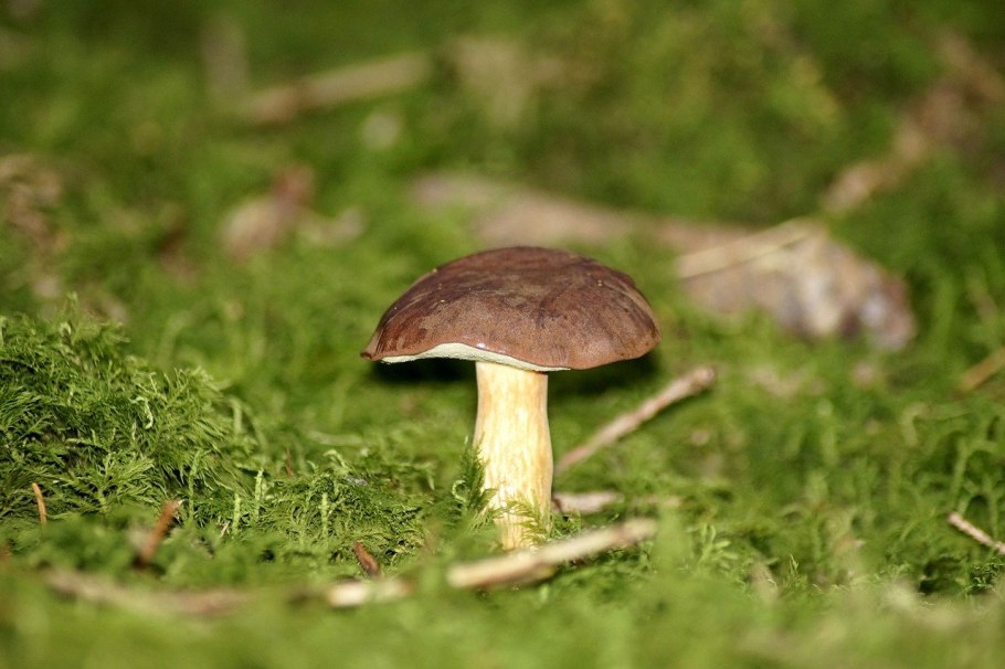 Грибы цыганки