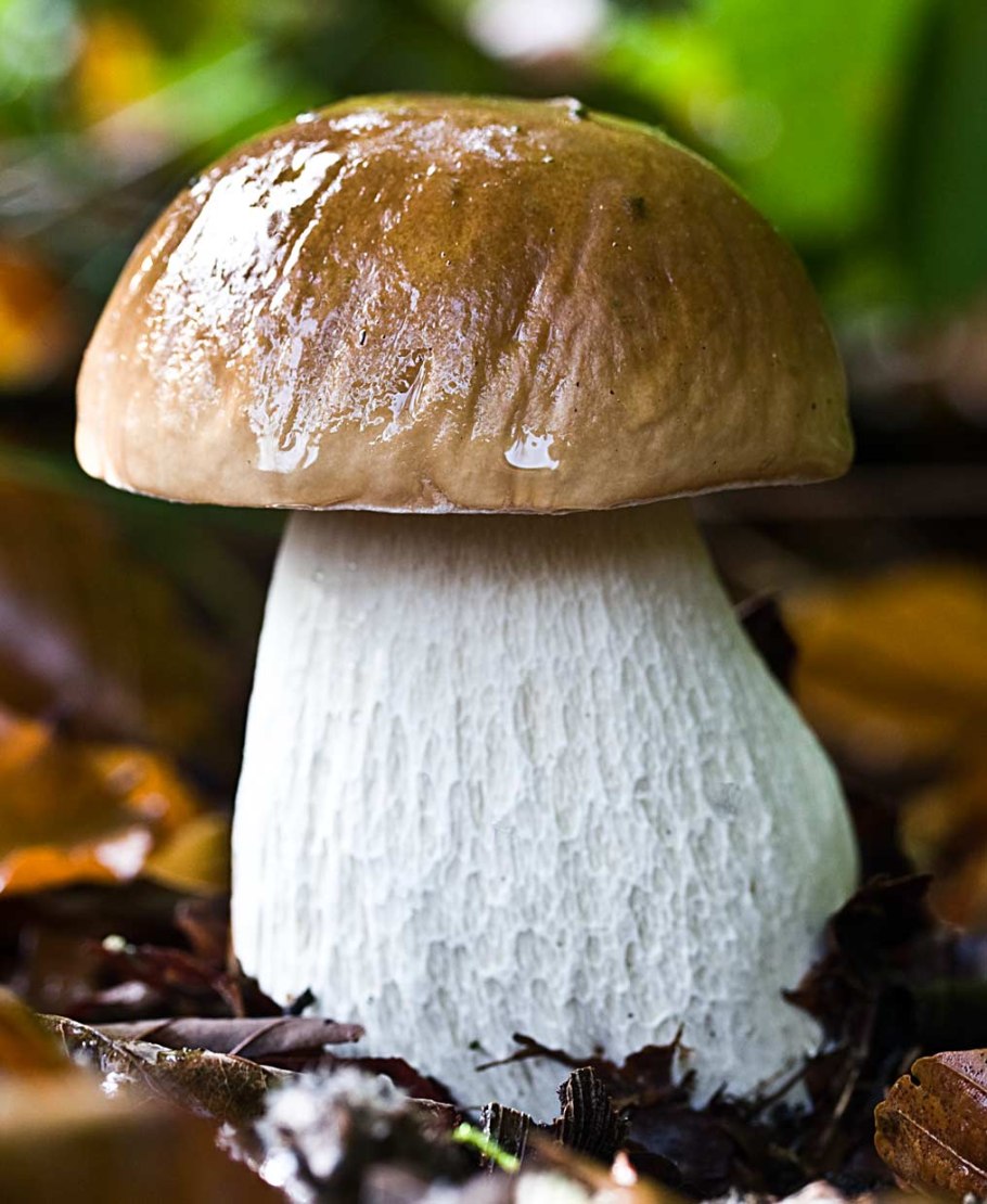 Шампиньон полевой Agaricus arvensis