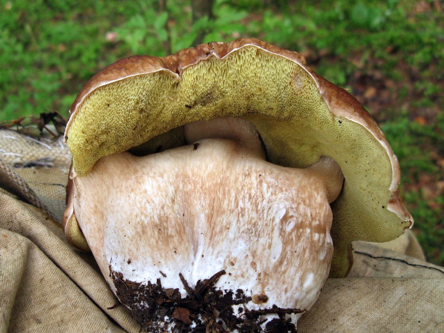 Австралийский Боровик