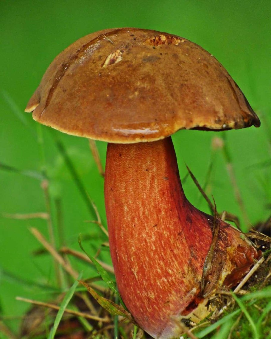 Поддубовик крапчатый