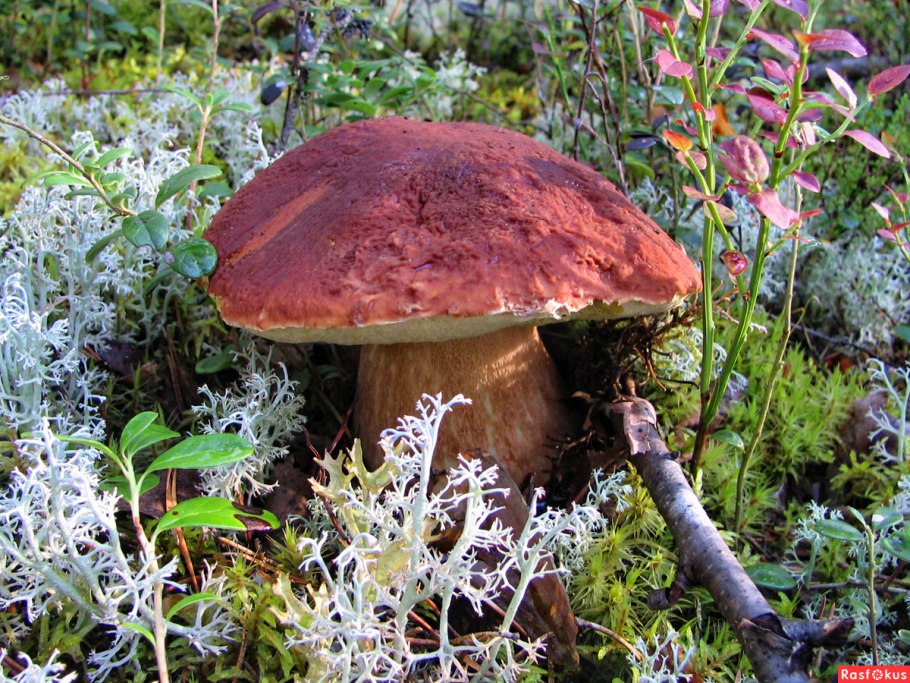 Белый гриб Дубовик