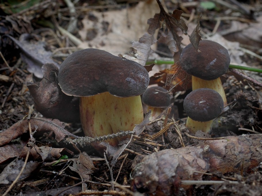 Белый Боровик