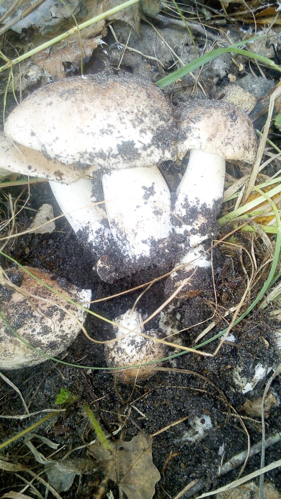 Синеножка гриб в Крыму