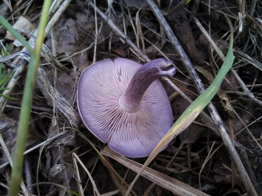 Рядовка грязная (Lepista sordida