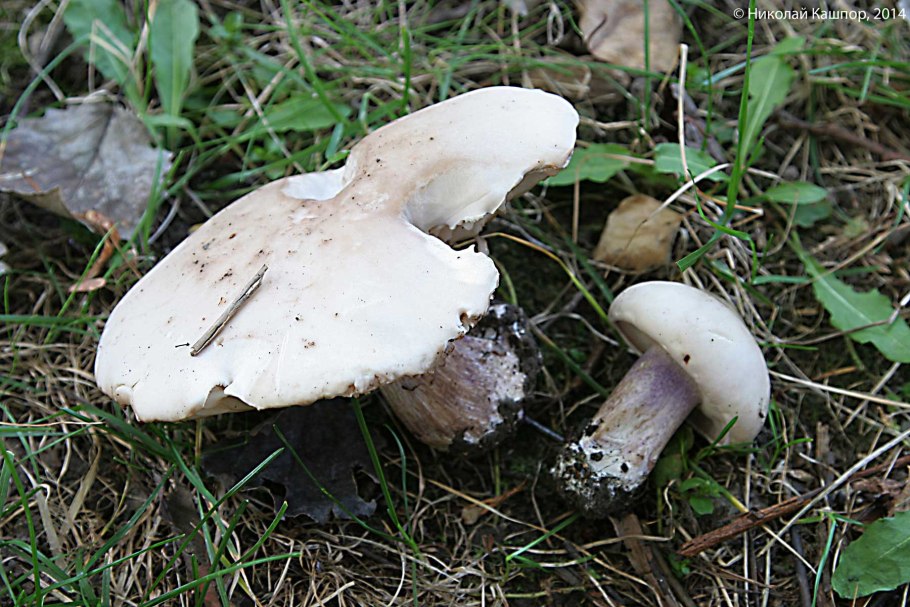 Энтолома бледно-коричневая