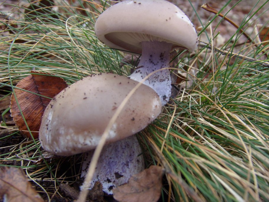Гриб рядовка лиловоногая