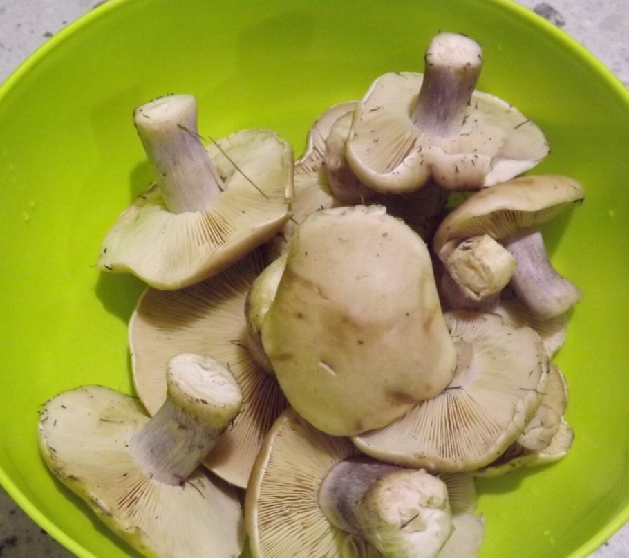 Рядовка сорная Lepista