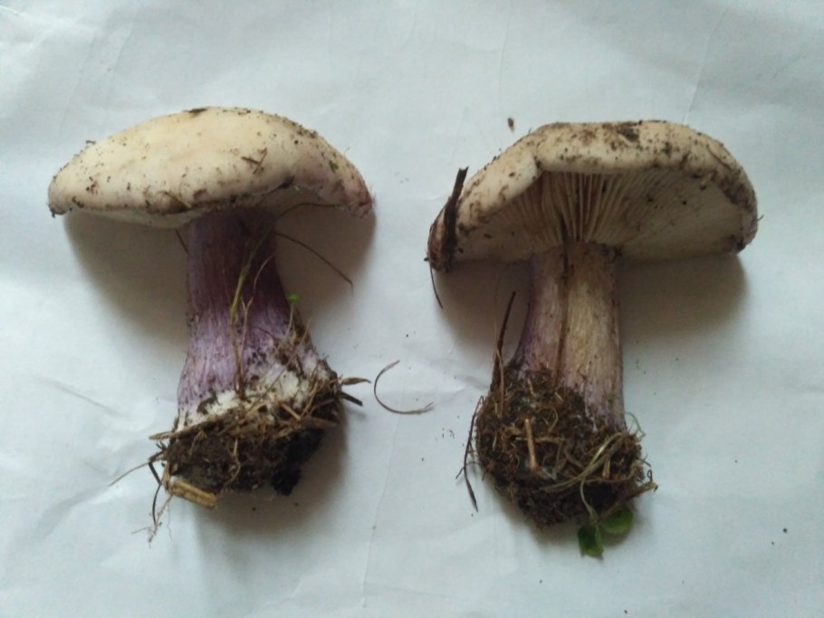 Грибы рядовки синеножки