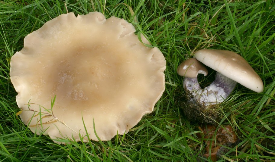 Полевые грибы синеножка