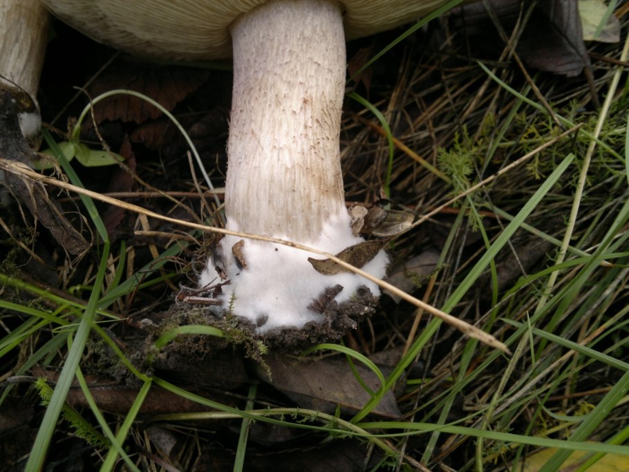 Рядовка пятнистая (Tricholoma pessundatum)