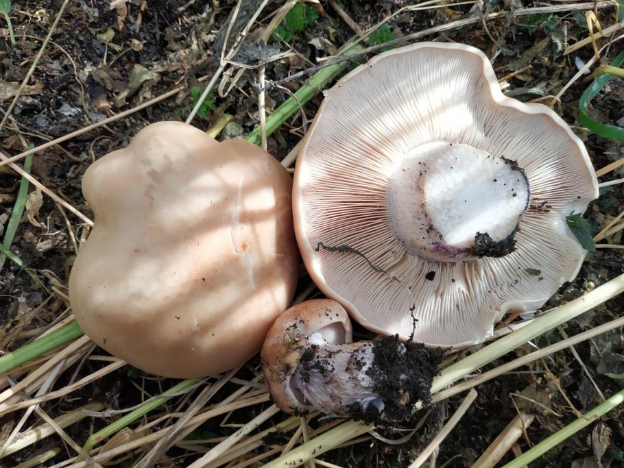 Калининградские грибы синеножки