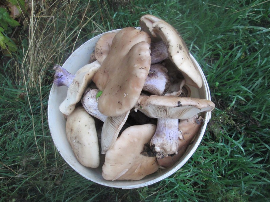 Гриб творожного вида