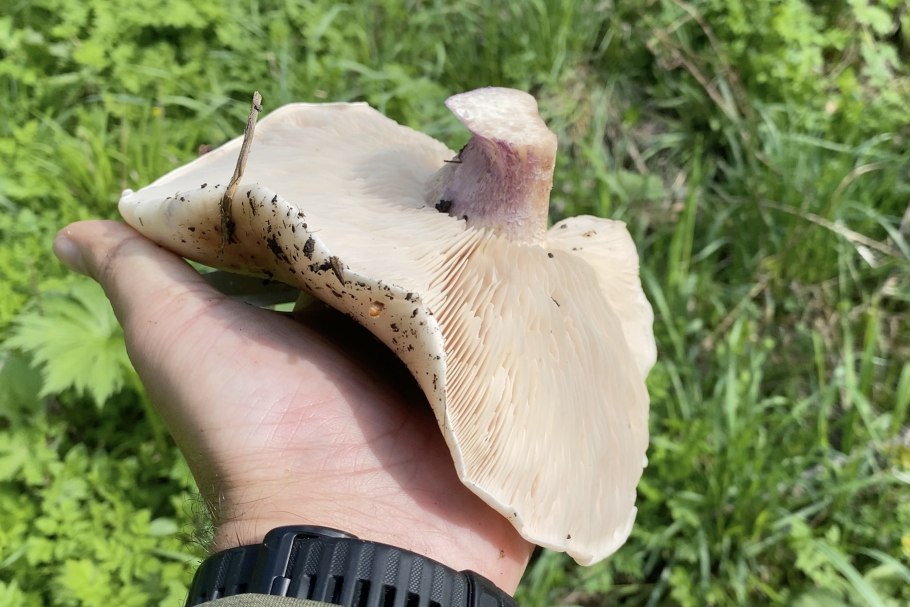 Леписта лиловоногая (синеножка)