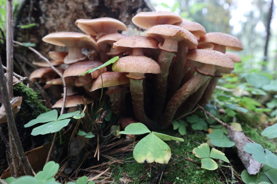 Грибница белых грибов