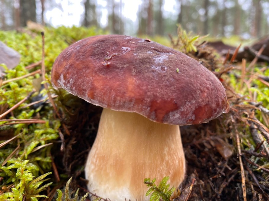 Грибы семейчтва шампиньонов