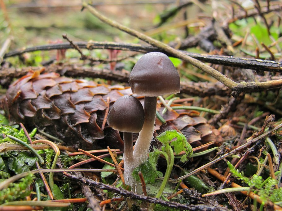 Белые грибы в сентябре