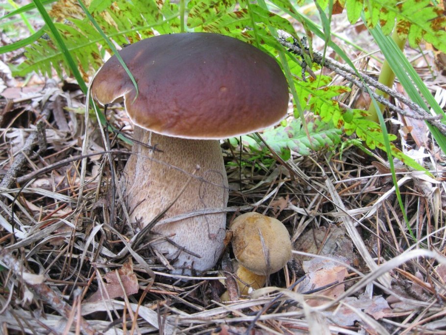 Грибы семейства Моховиков Рыжк