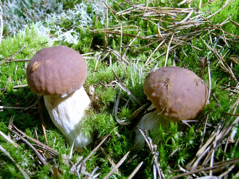 Боровик Сосновый