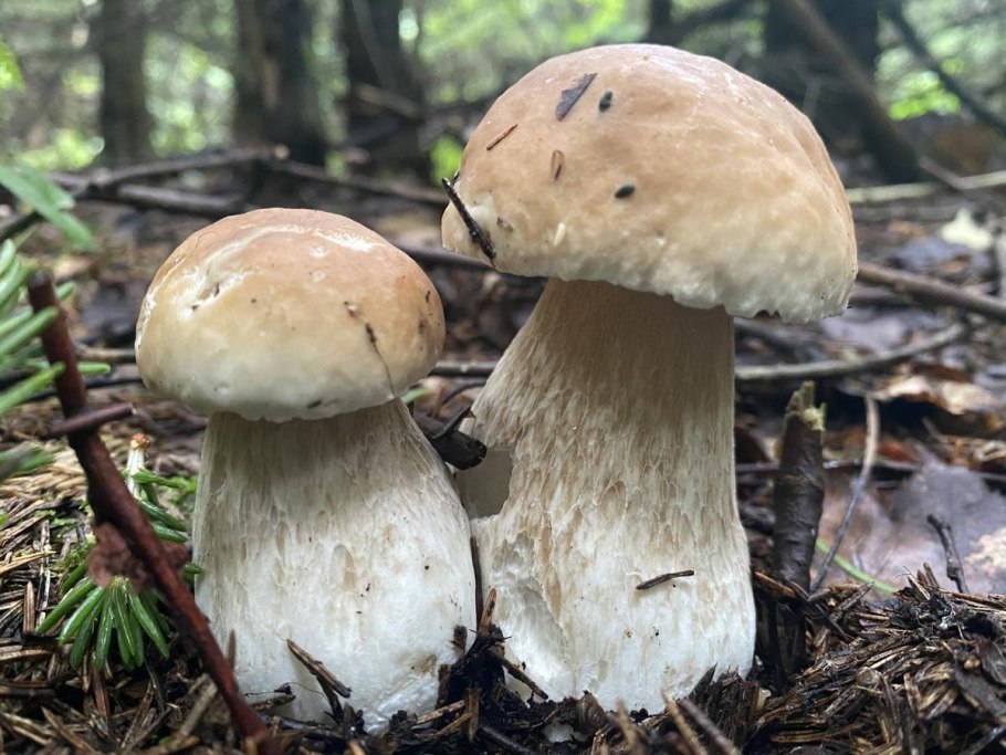 Съедобные грибы Татарстана