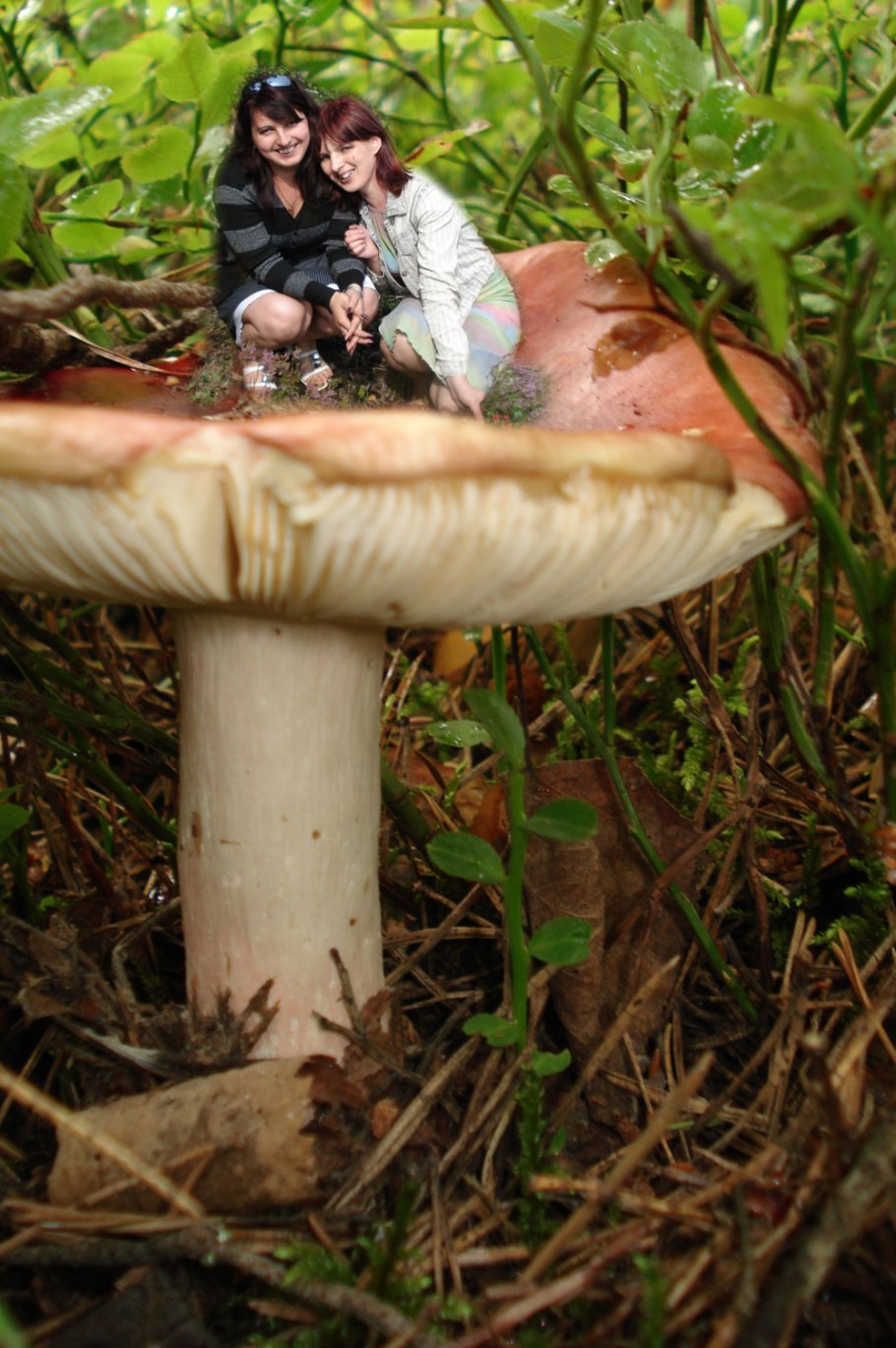 Гриб-монстр Armillaria ostoyae