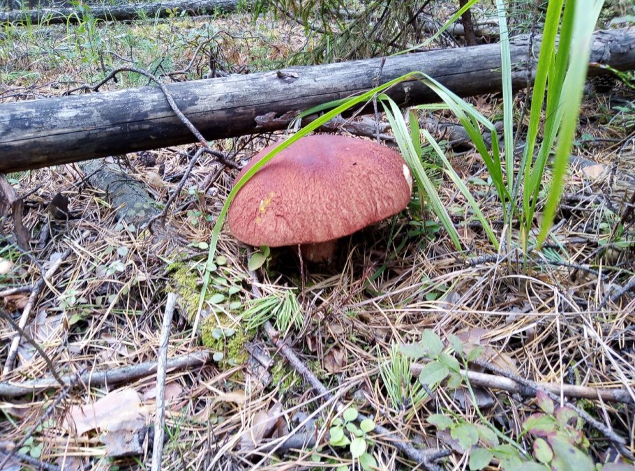 Грибы и грибники Липецкой