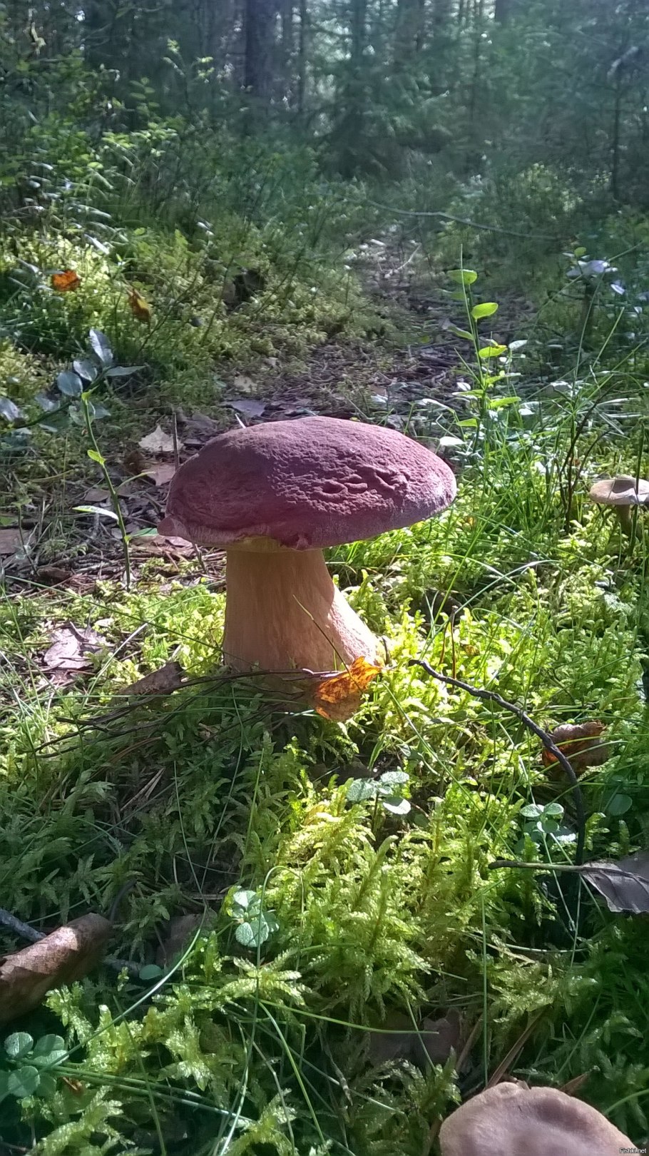 Гигантский гриб Боровик