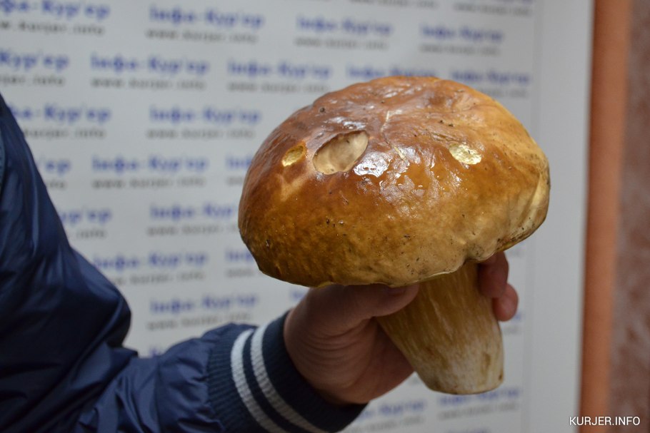 Белый гриб рекорд