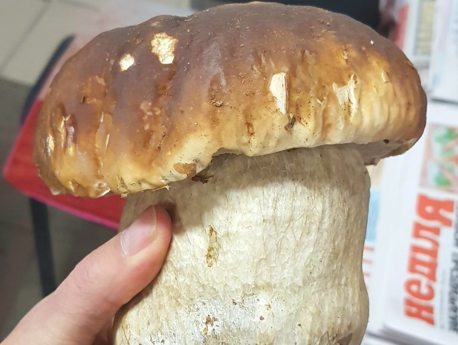 Самый большой белый гриб в России