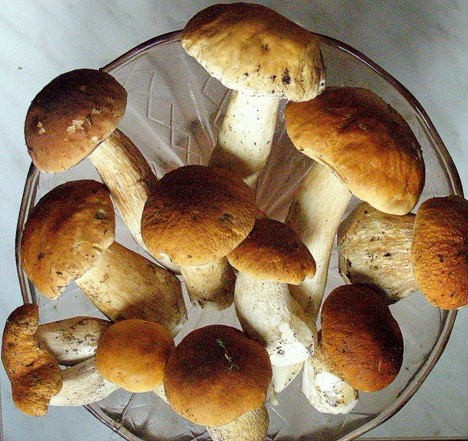 Мицелий белых грибов