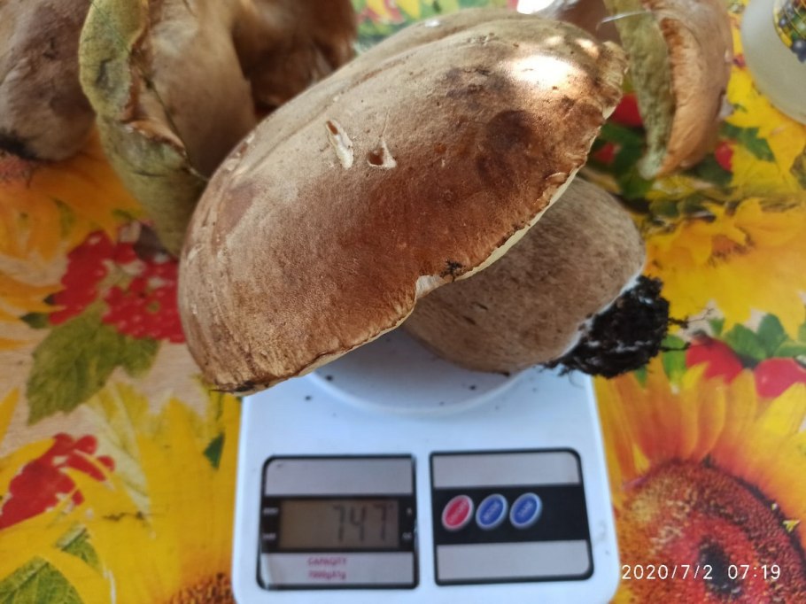 Самый большой белый гриб вес