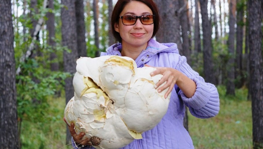 Огромные грибы а Сибири