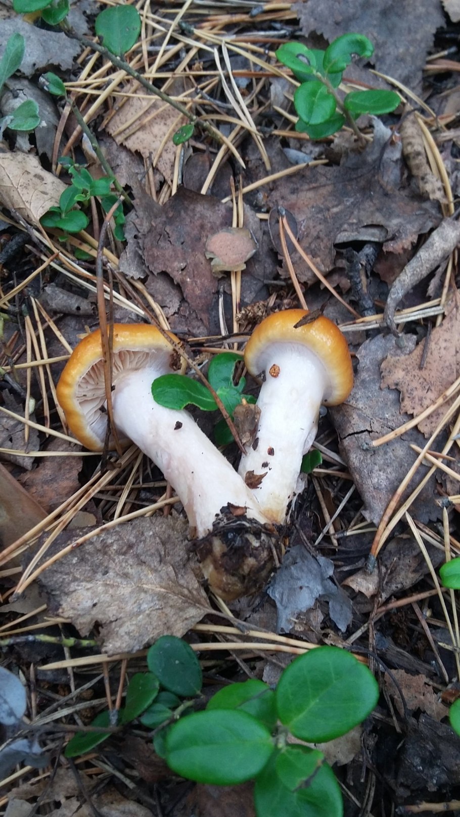 Паутинник слизистый Cortinarius mucosus