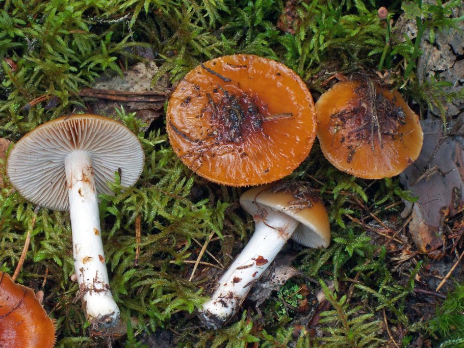 Паутинник обыкновенный