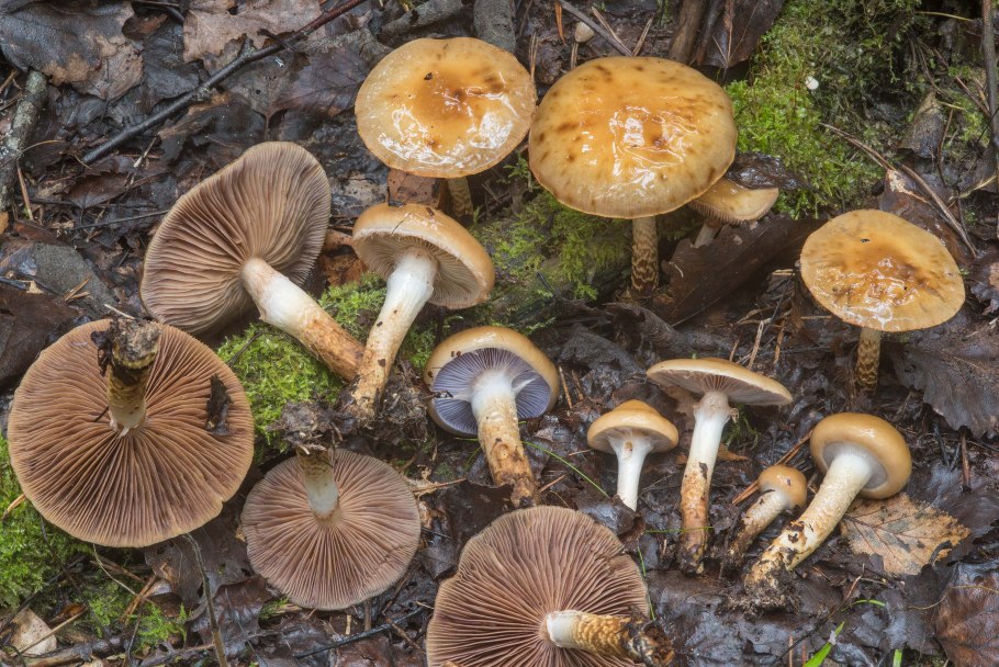 Паутинник обыкновенный Cortinarius trivialis