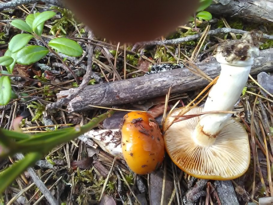 Паутинник склизкий гриб