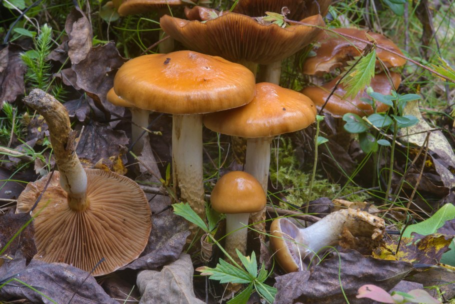 Паутинник красивейший Cortinarius rubellus