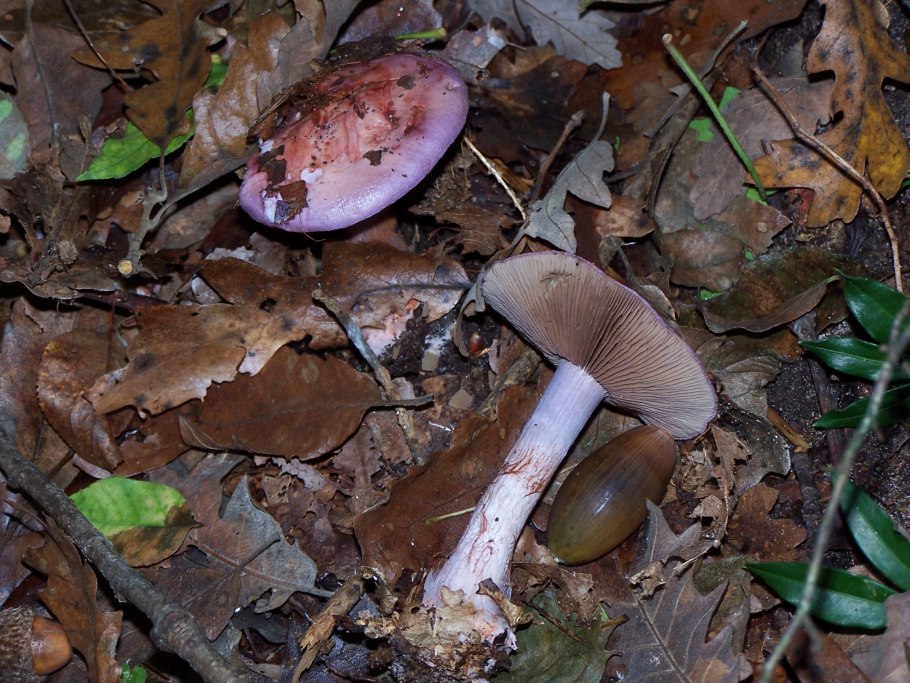 Cortinarius rufoolivaceus