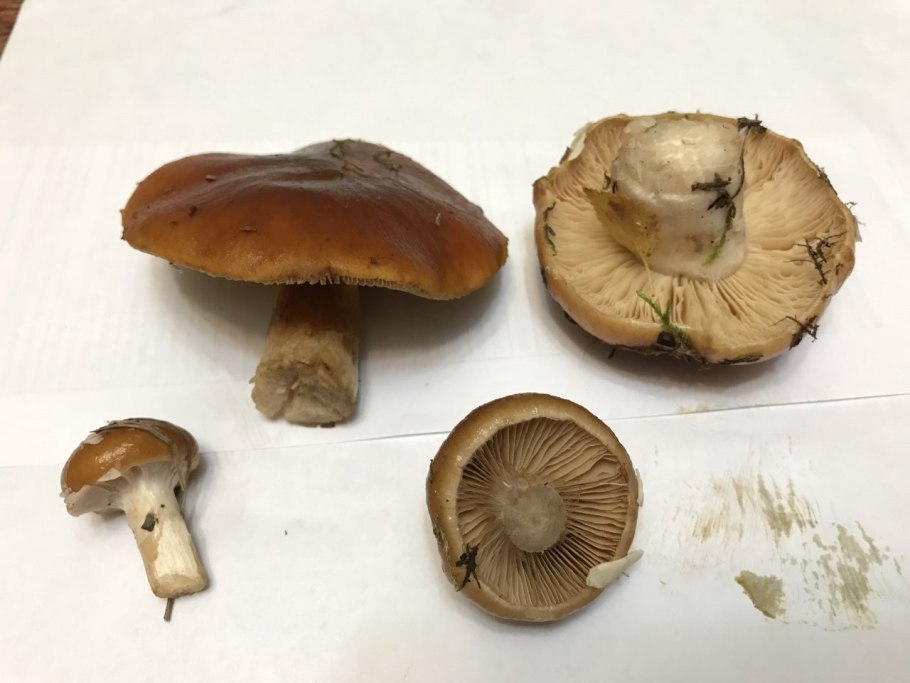 Паутинник слизистый