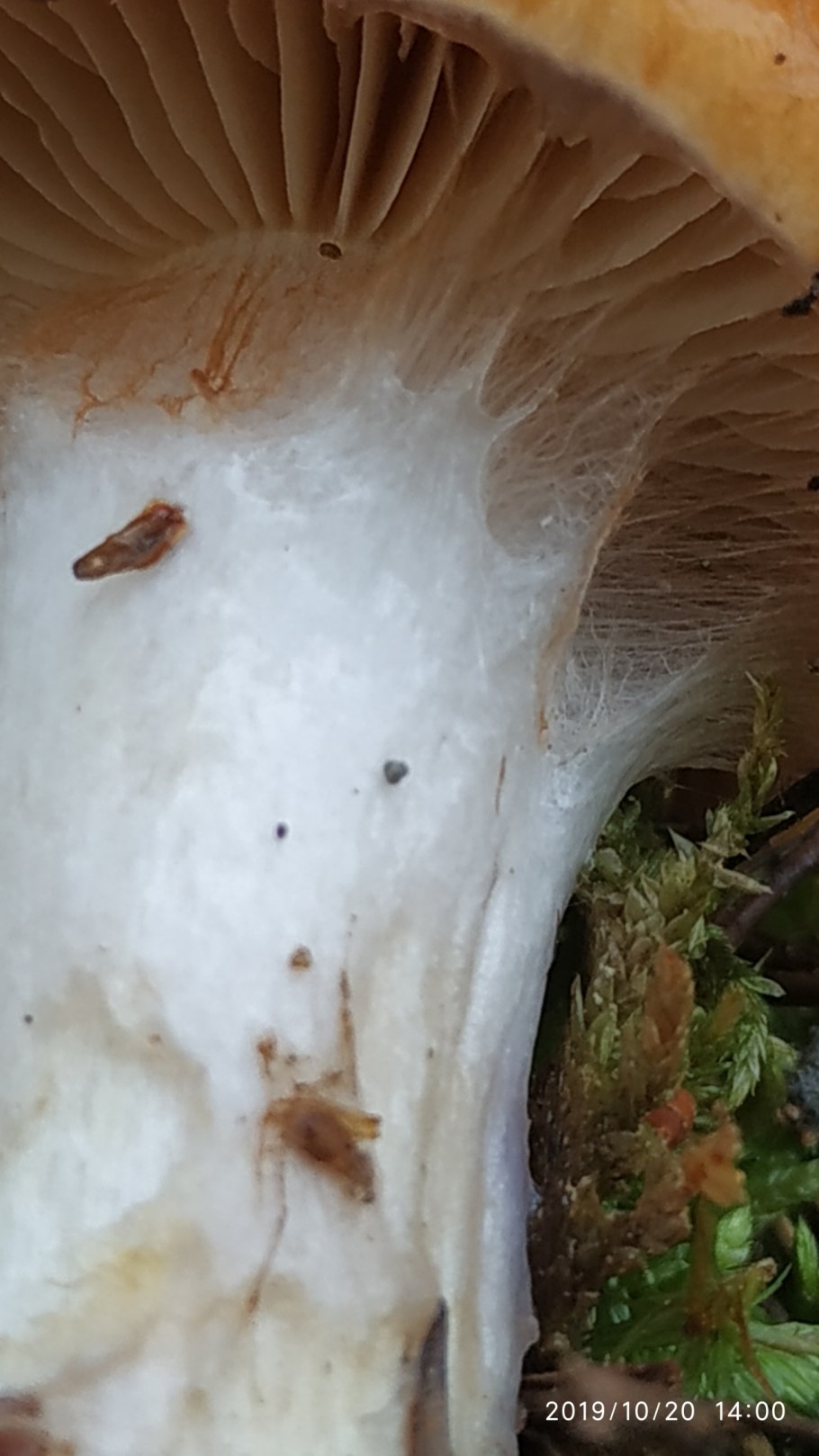 Паутинник слизистый Cortinarius mucosus